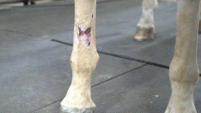 EquineSleeve Shannon Fisher Vid